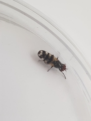 Ceroxys urticae