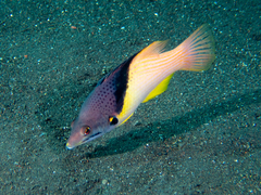 Bodianus mesothorax