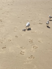 Chroicocephalus novaehollandiae