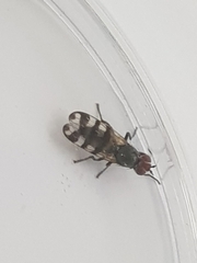 Ceroxys urticae