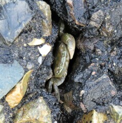 Hemigrapsus sanguineus