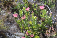 Protea compacta
