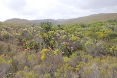 Protea compacta