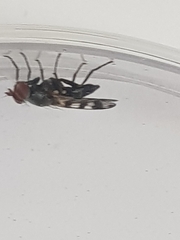 Ceroxys urticae