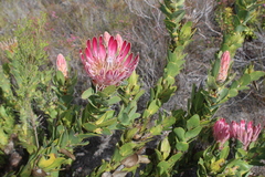 Protea compacta