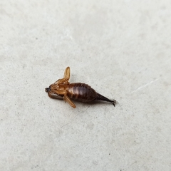 Forficula smyrnensis