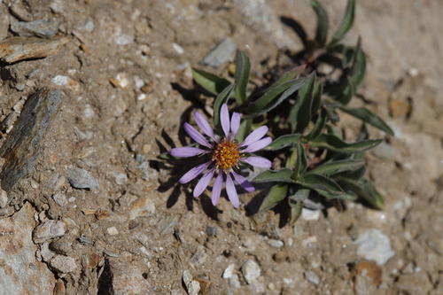 subalpine aster (Eurybia merita)