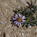 Subalpine Aster - Photo (c) rwr, some rights reserved (CC BY-NC), uploaded by rwr