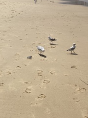 Chroicocephalus novaehollandiae