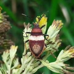 Largus balteatus