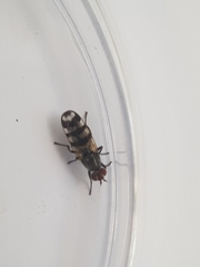 Ceroxys urticae