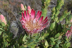 Protea compacta