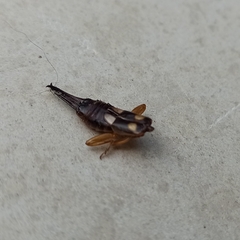 Forficula smyrnensis