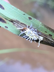 Gibellula
