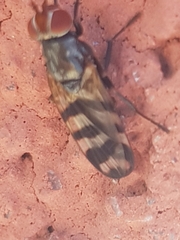 Ceroxys urticae