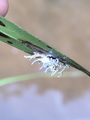 Gibellula