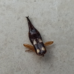 Forficula smyrnensis