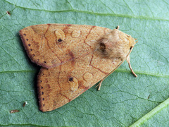 Enargia paleacea