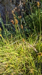 Carex tahoensis