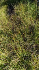 Carex tahoensis