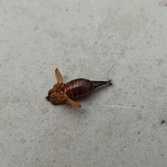 Forficula smyrnensis