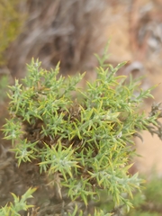Ulex