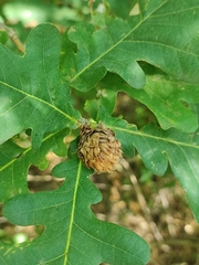 Andricus foecundatrix