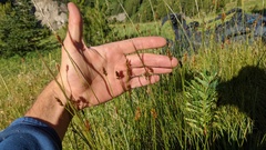 Carex tahoensis