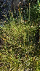 Carex tahoensis