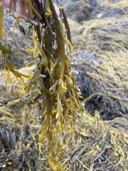 Ascophyllum nodosum