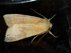 Enargia paleacea