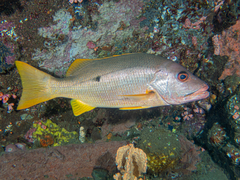 Lutjanus monostigma