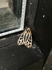 Apantesis parthenice