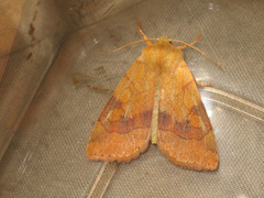Enargia paleacea