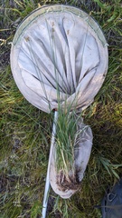 Carex tahoensis