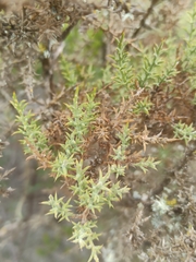 Ulex