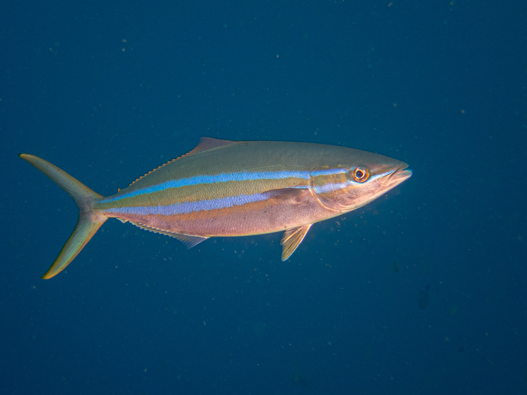 Rainbow Runner
