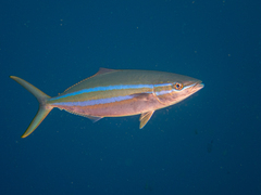 Elagatis bipinnulata