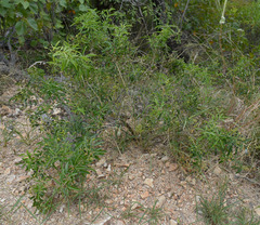 Jasminum didymum racemosum