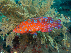 Cephalopholis miniata