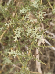 Ulex