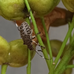 Halyomorpha halys