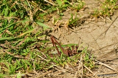 Decticus verrucivorus