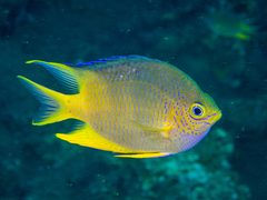 Amblyglyphidodon aureus