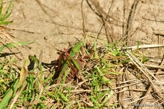 Decticus verrucivorus