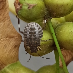 Halyomorpha halys