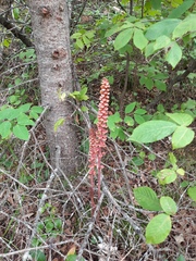 Pterospora andromedea
