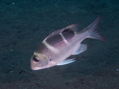 Monotaxis grandoculis