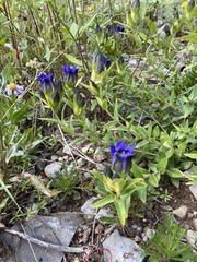 Gentiana parryi