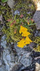 Erythranthe caespitosa